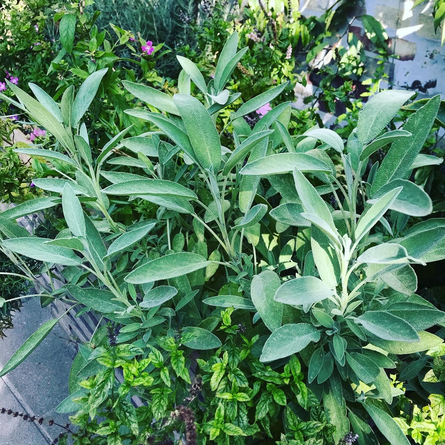 Stiklinger, havens gratis gaver / Cuttings, the garden's free gifts