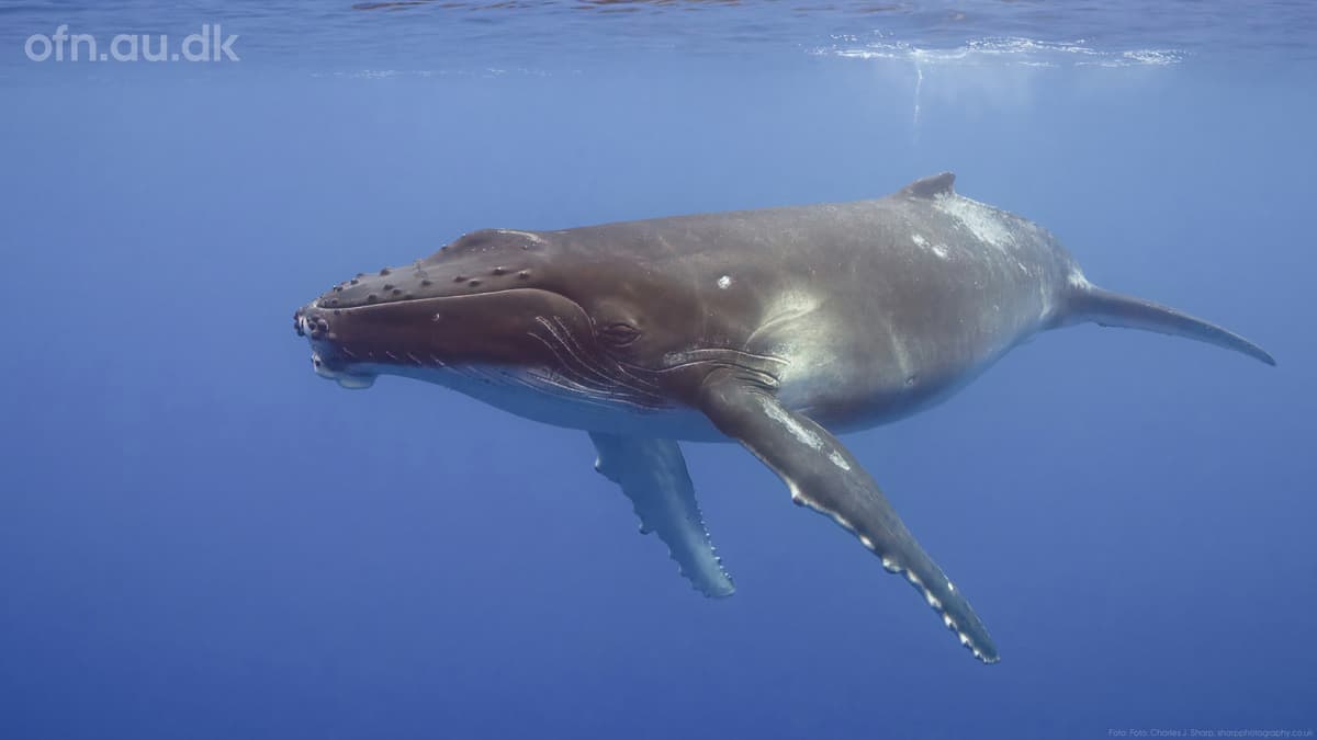 Immerse Yourself in Science - Hunting with the Ocean's Giants
