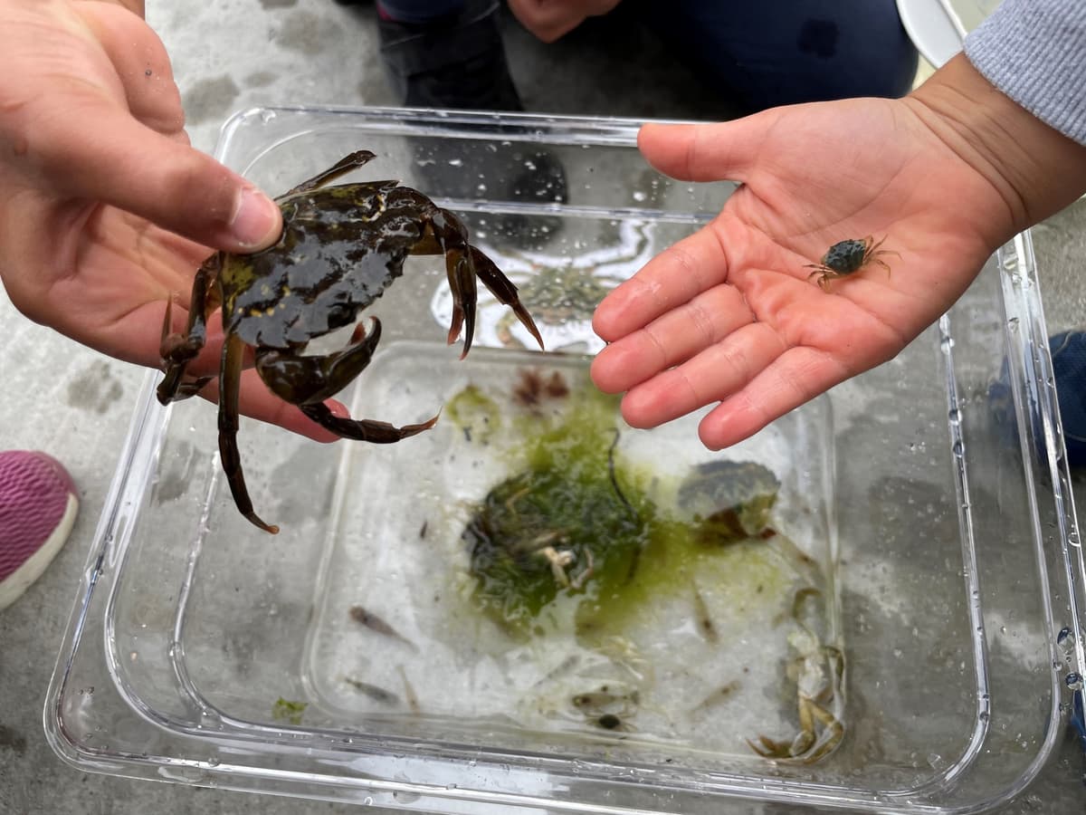 Åbent hus: Dissekér en fisk, mød en krabbe – og bliv klogere på livet i havet