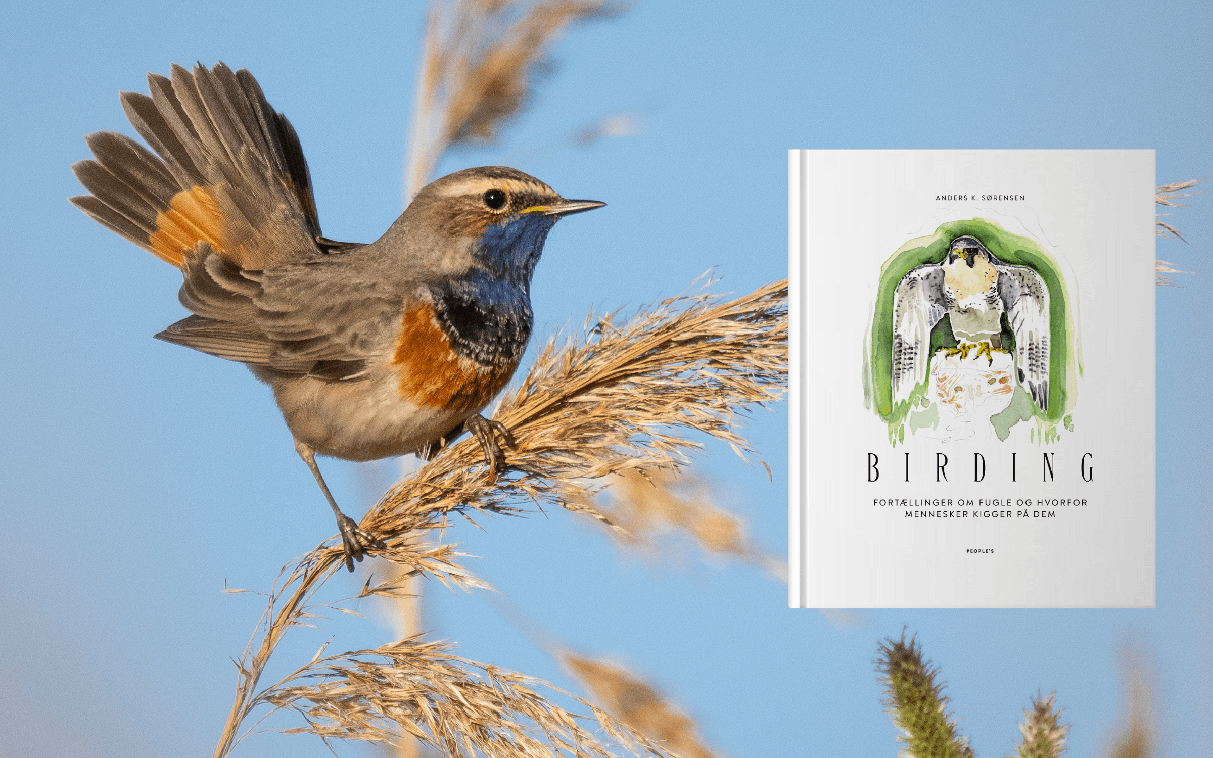 Birding