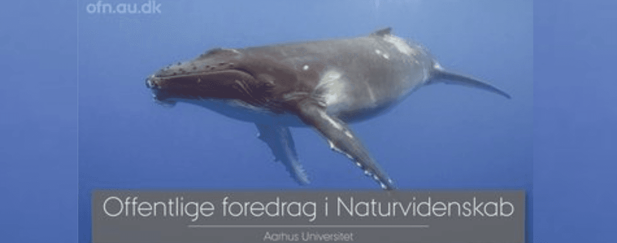 Foredrag: Med havets kæmper på jagt
